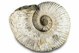 Bumpy Ammonite (Douvilleiceras) Fossil - Giant Specimen! #289100-1